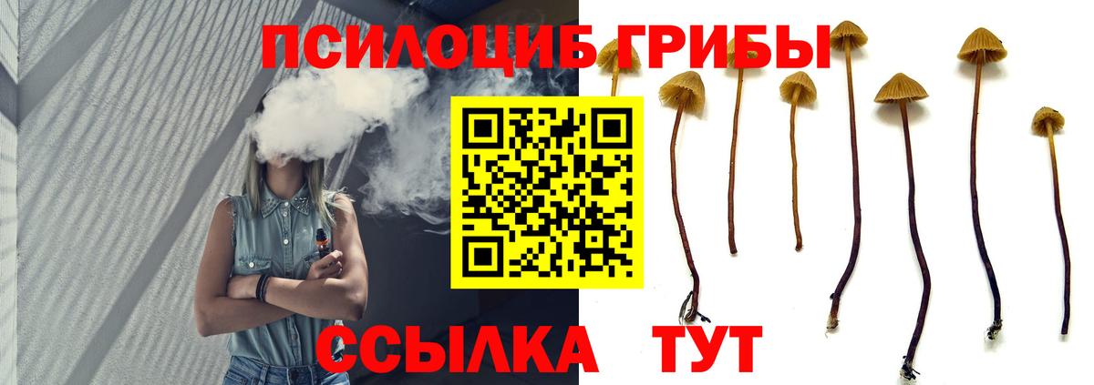 Галлюциногенные грибы Psilocybine cubensis Знаменск